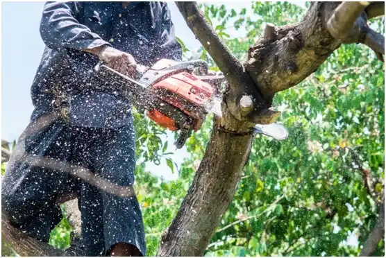 tree services College Place